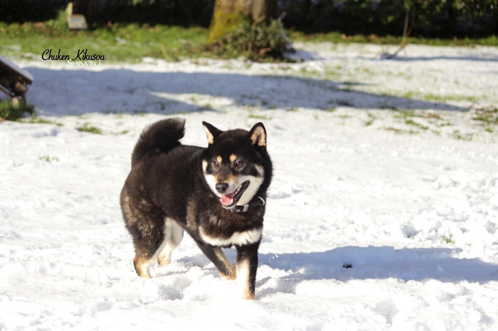 Futen no shu go shikoku suehiroan