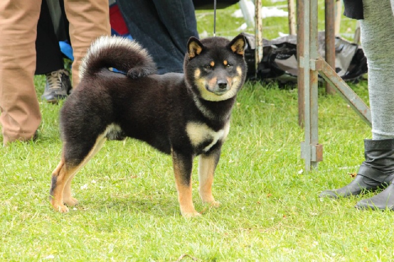 Goro puchi wolfy Of inivruk