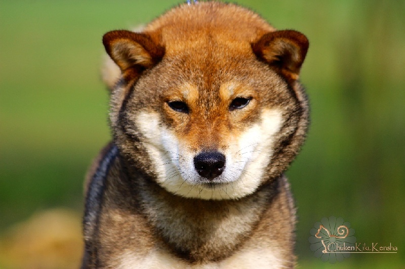 Goma ume go nidai yasugi